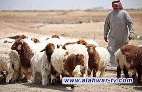 البصرة تمنع دخول المواشي إلى المحافظة